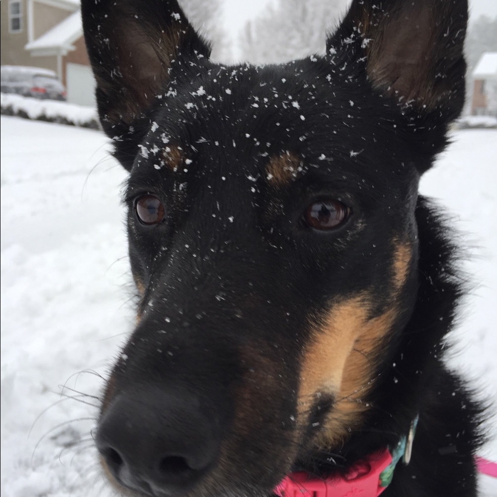 Meet your Posher, Anne